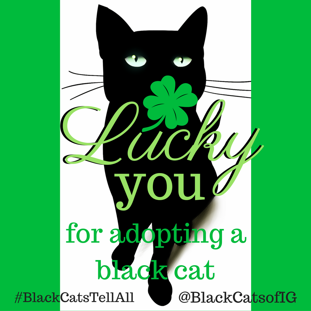 lucky black cat adoption