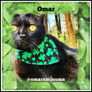 Omar black cat st. patrick's day
