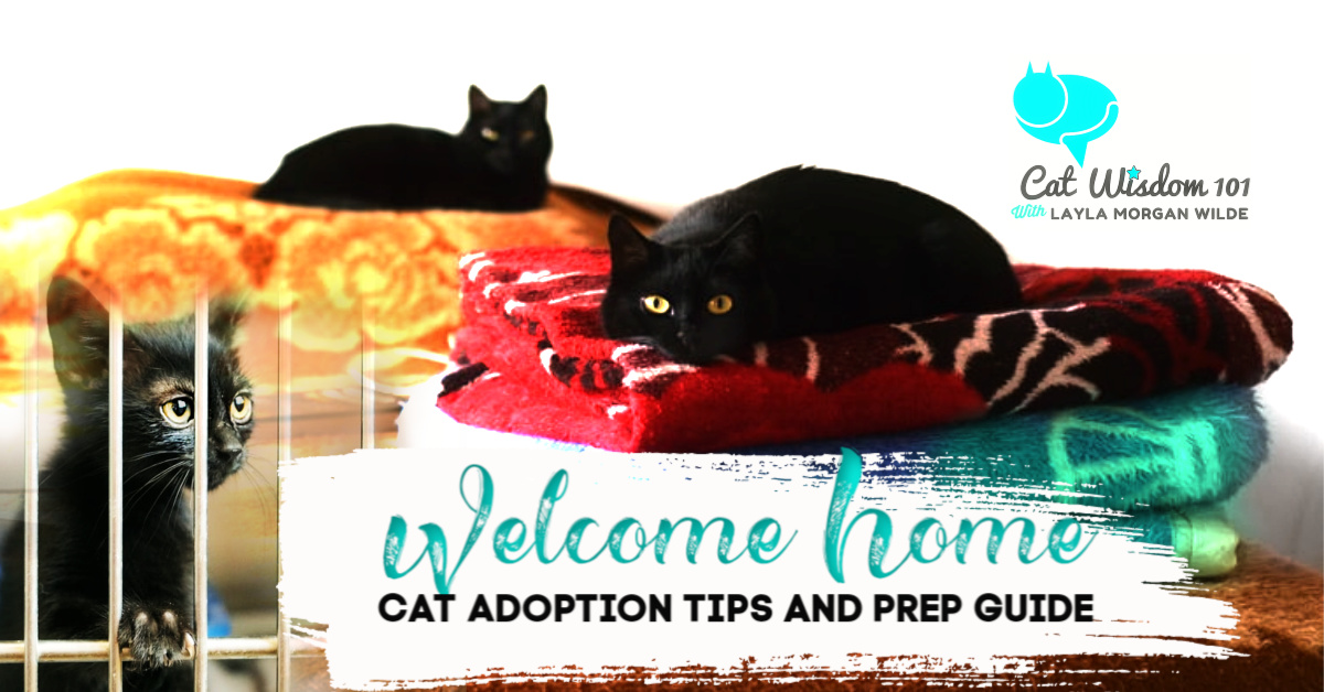 welcome home-cat adoption tips guide