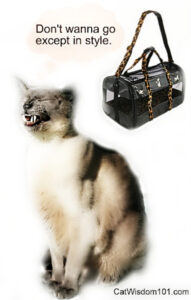 funny cat carrier