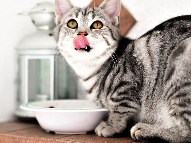 cat licking white bowl