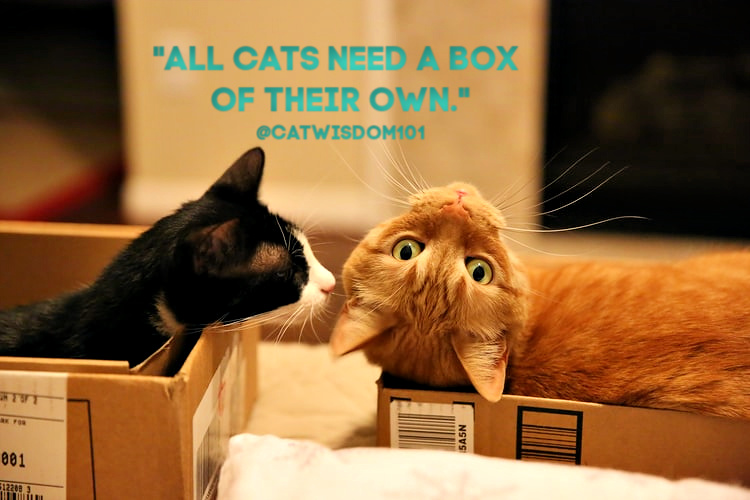 funny cats in cardboard boxes