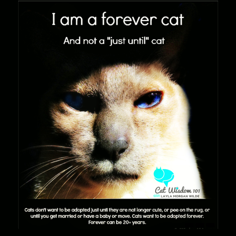 forever cat adoption catwisdom101