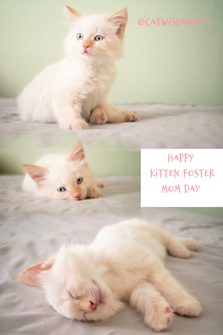 A Purrfect Mother’s Day For Cat Moms | Cat Wisdom 101