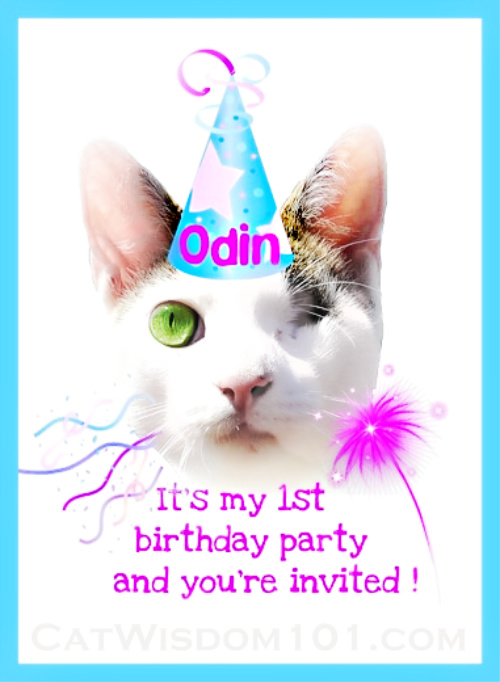 odin cat first birthday