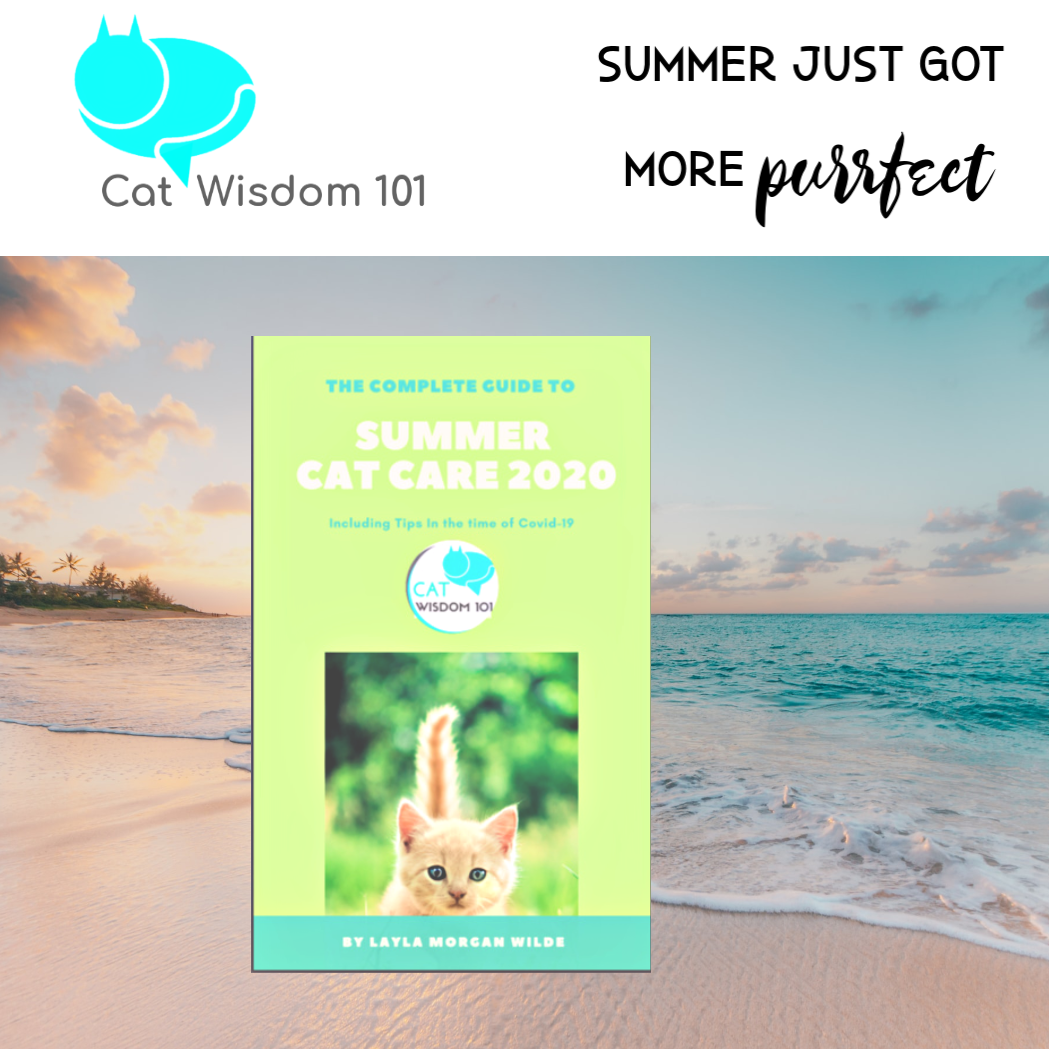 summer cat care guide 2020