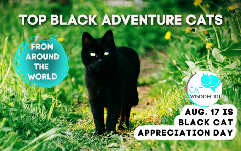 Top Black Adventure Cats Celebrate Black Cat Appreciation Day | Cat ...
