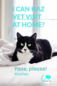at home feline home vet visit #cat2vet