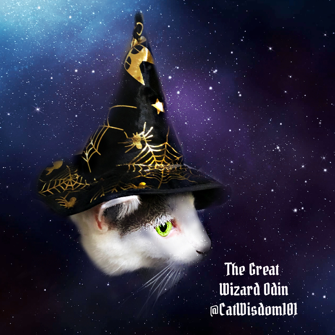 odin wizard cat witch hat