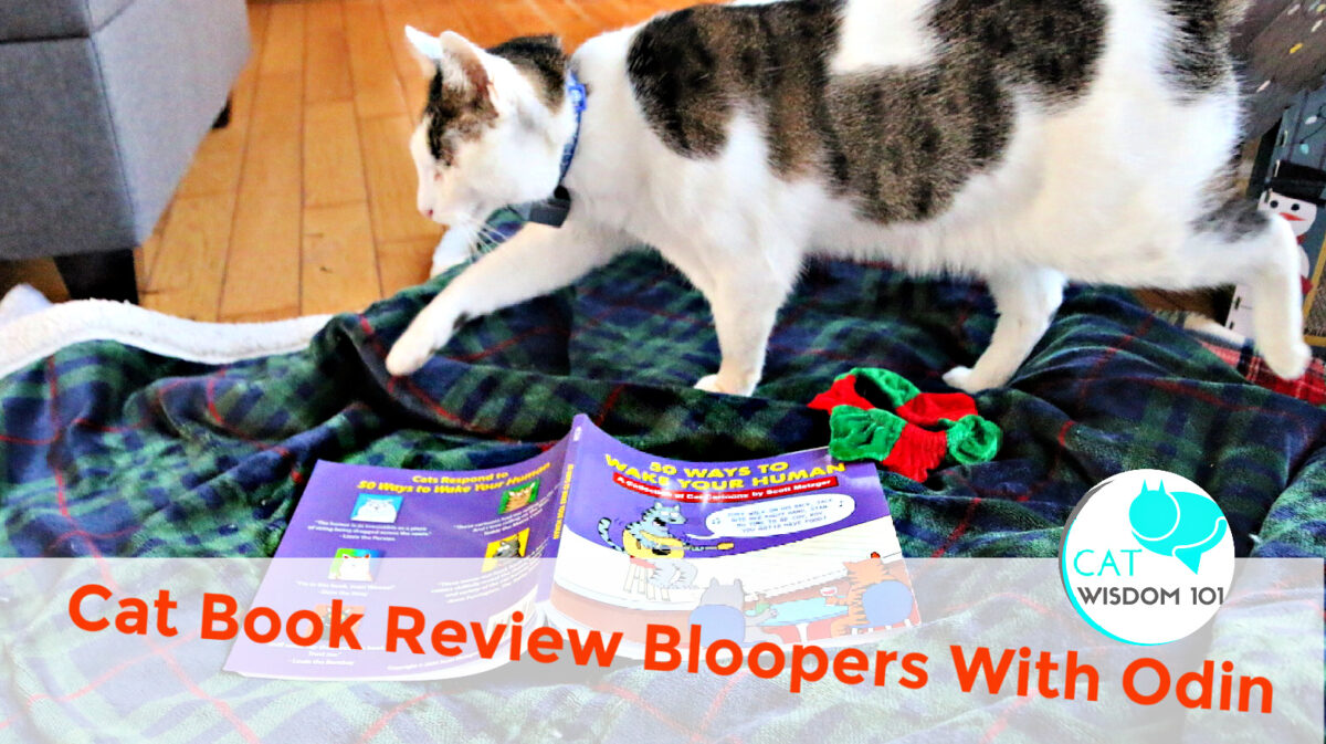cat book review bloopers