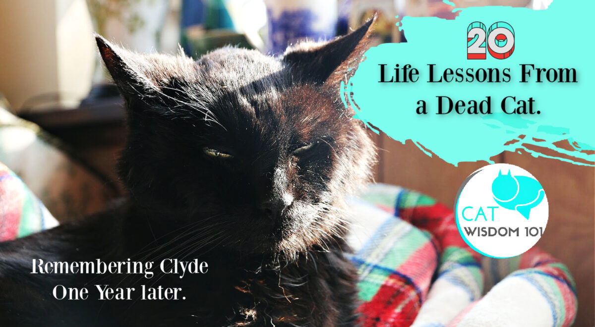 clyde-life lessons from a dead cat