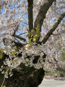Cherry blossom tree Sakura
