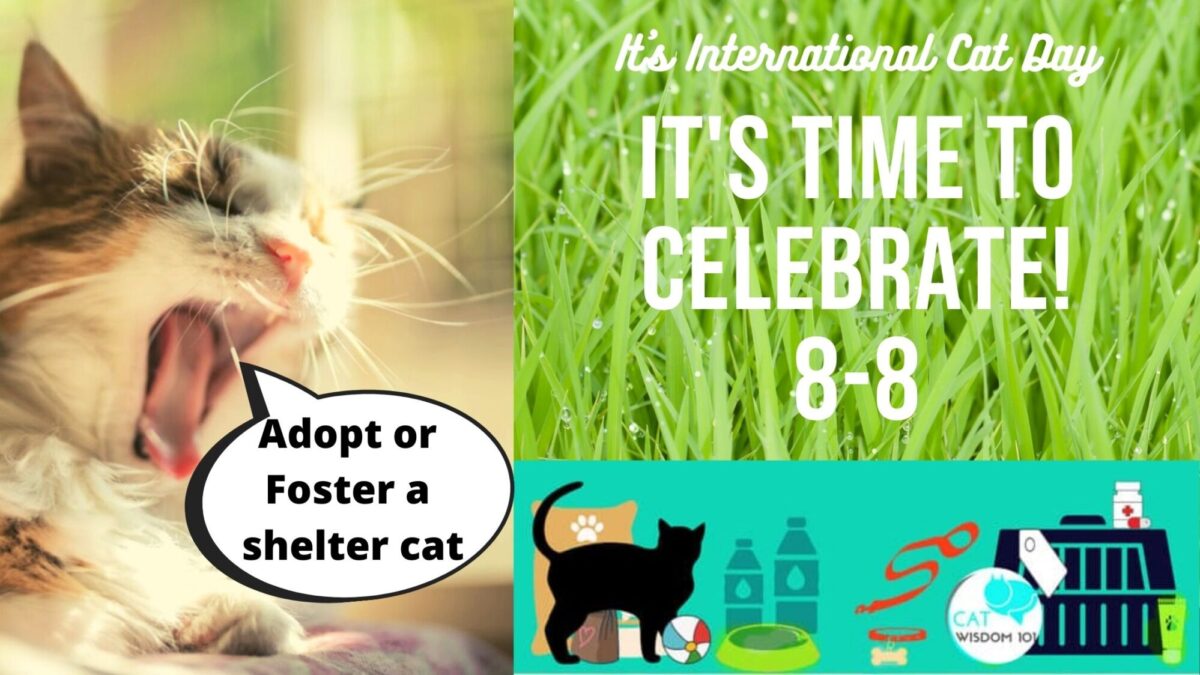international cat day august 8