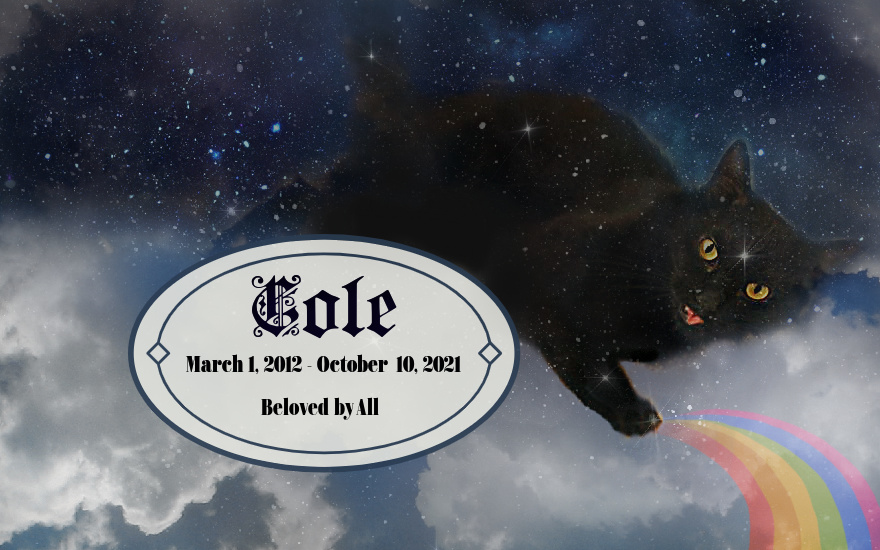 Black cat Cole_RIP-pet loss