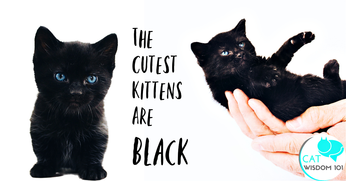 cutest kittens are black