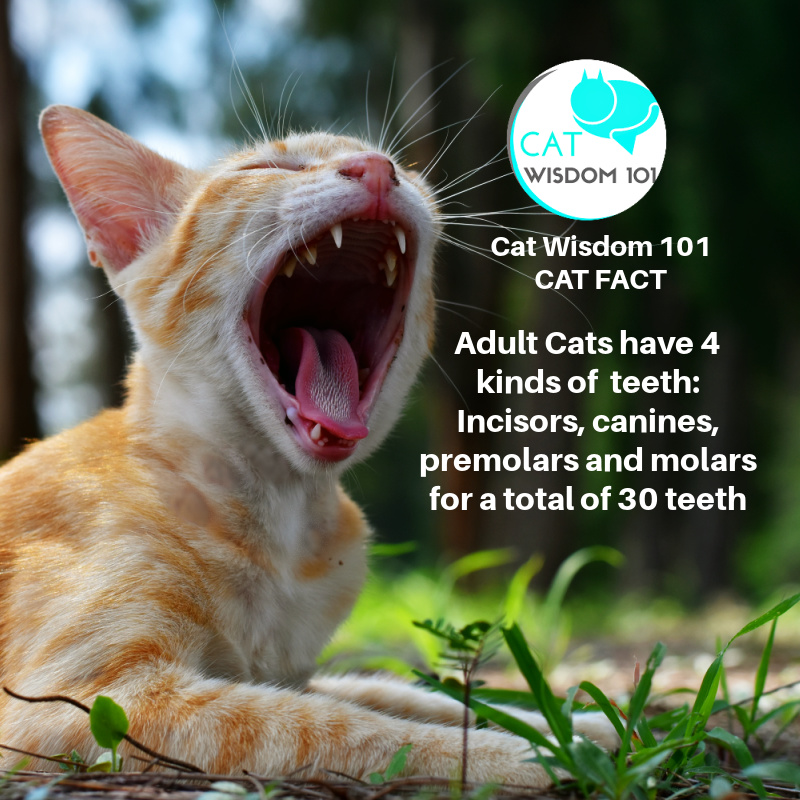 feline dental cat fact