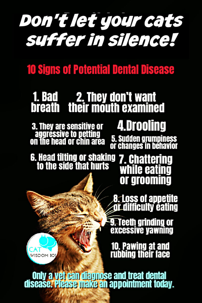 10 signs of feline dental disease