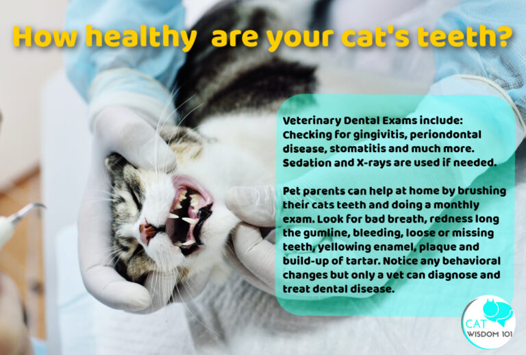 7 Tips To Keep Your Cat’s Teeth Healthy | Cat Wisdom 101 🐱