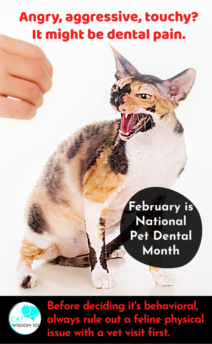 pet dental month PSA