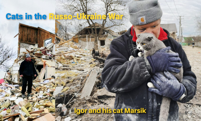 Hopeful Cats In Ukraine/Russian War Update | Cat Wisdom 101