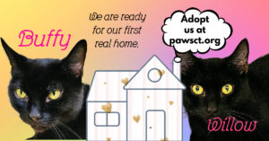 black cat adoptions