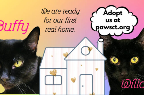 black cat adoptions