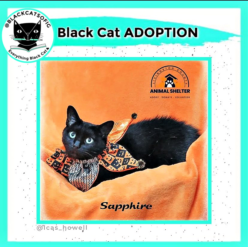 black cat adoption-blackcatsofig