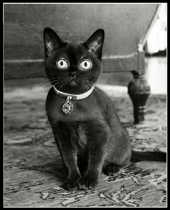 black cat by steven meisel
