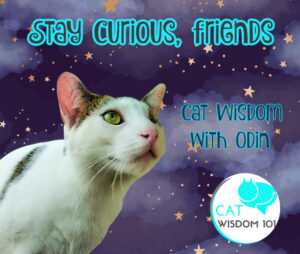 cat wisdom quotes with odin