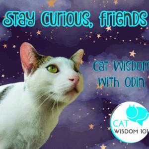 cat wisdom quotes with odin