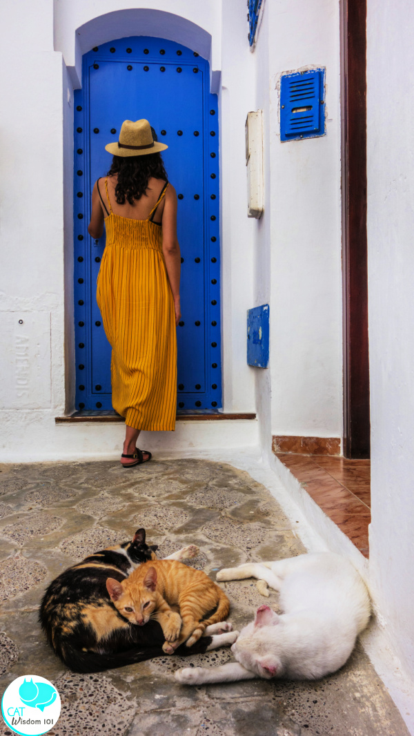 cat woman morocco