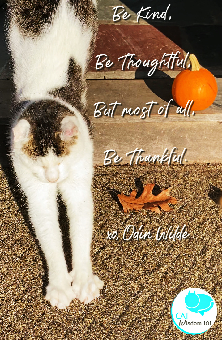 be kind-be grateful-cat quote