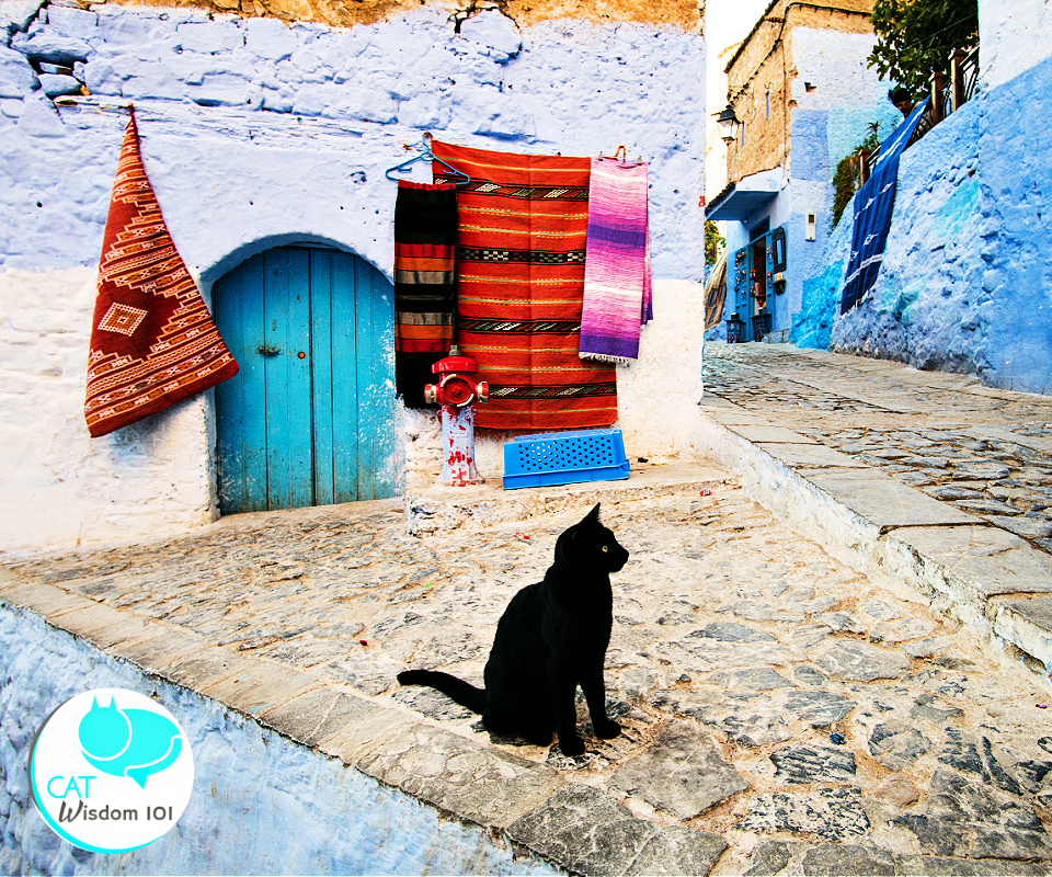 black street cat morocco