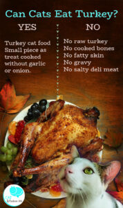 can cats eat turkey- infographic