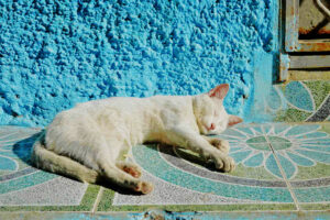 white cat in Morocco