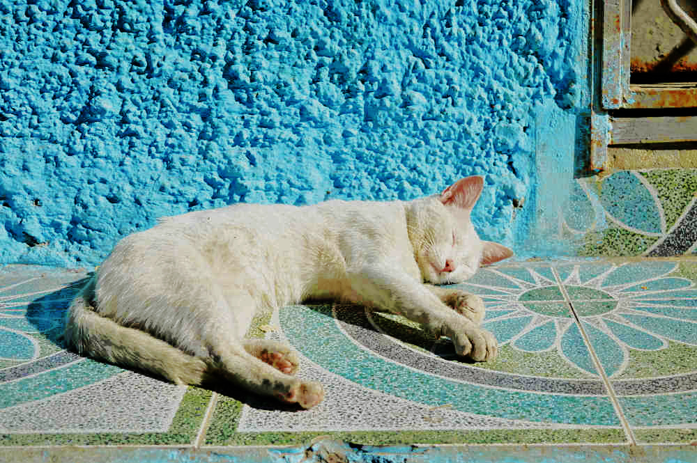 white cat in Morocco