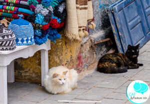 cats on street morocco