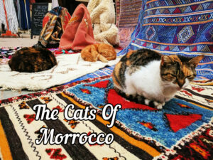 cats of Morocco
