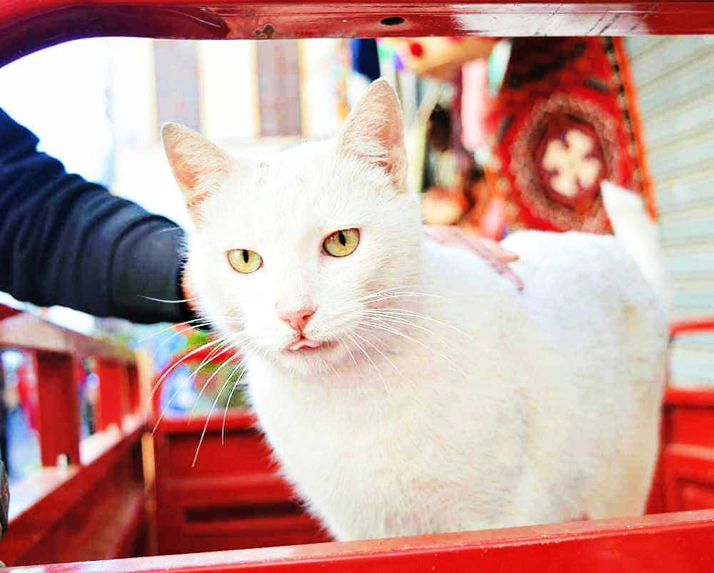 white cat morocco