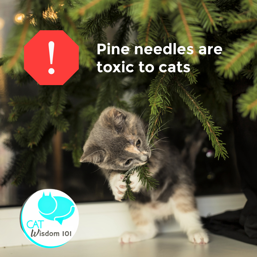holiday season dangers to cats christmas trees