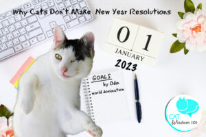 funny cat new year resolutions