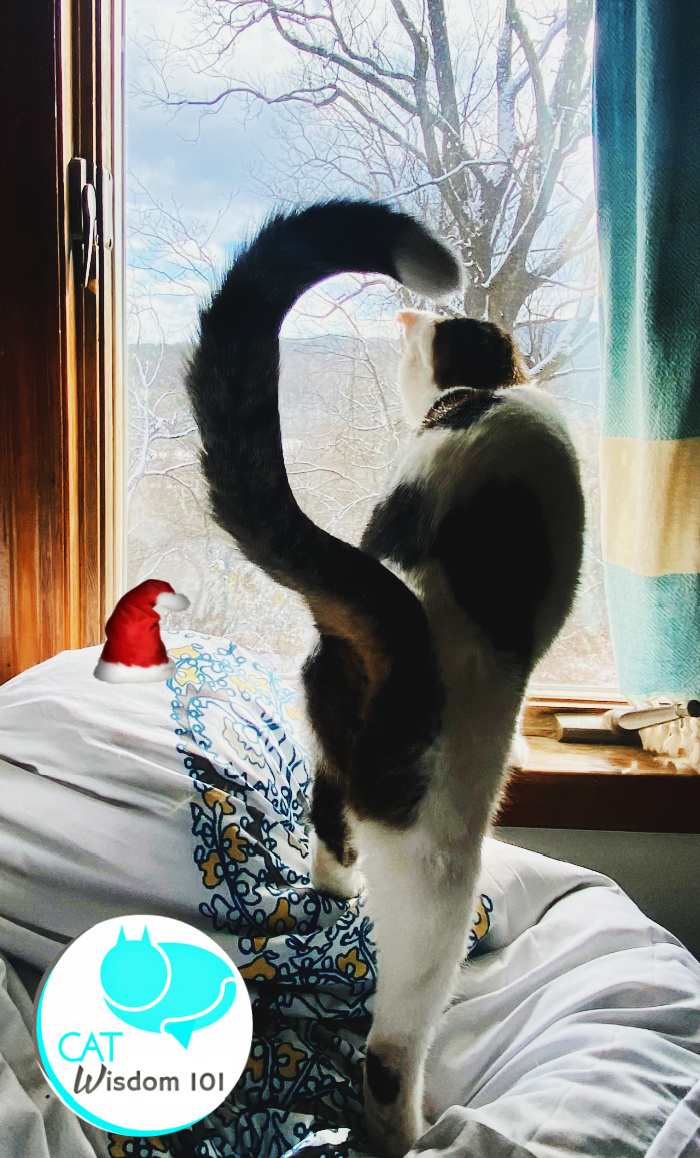christmas cat question mark tail