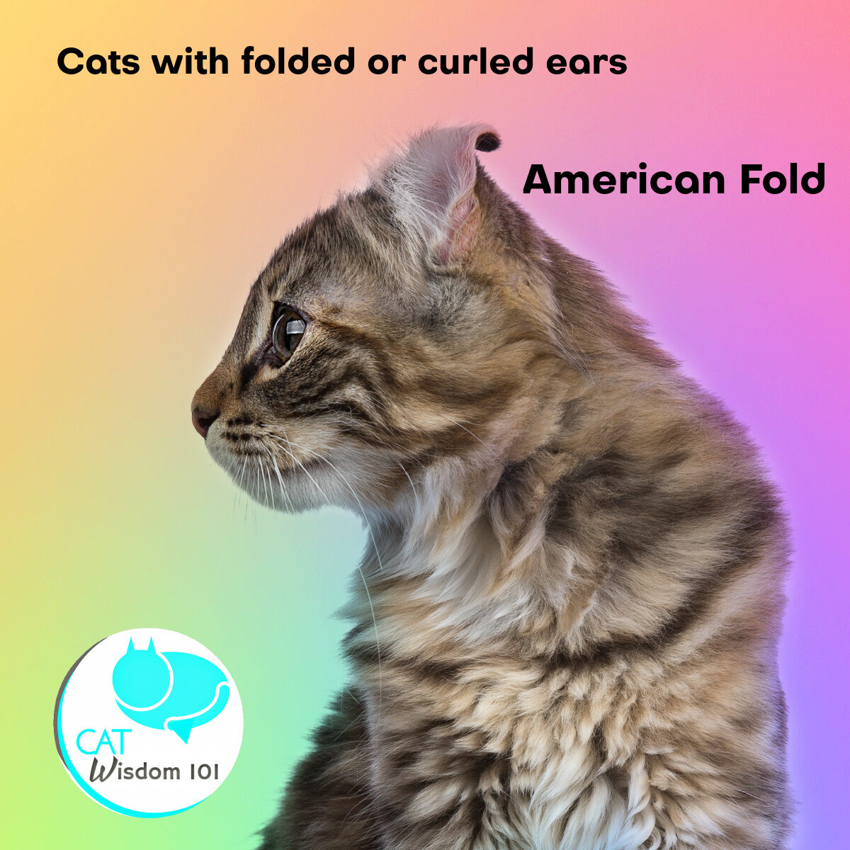 Unusual Cat Breeds with Folded or Curled Ears