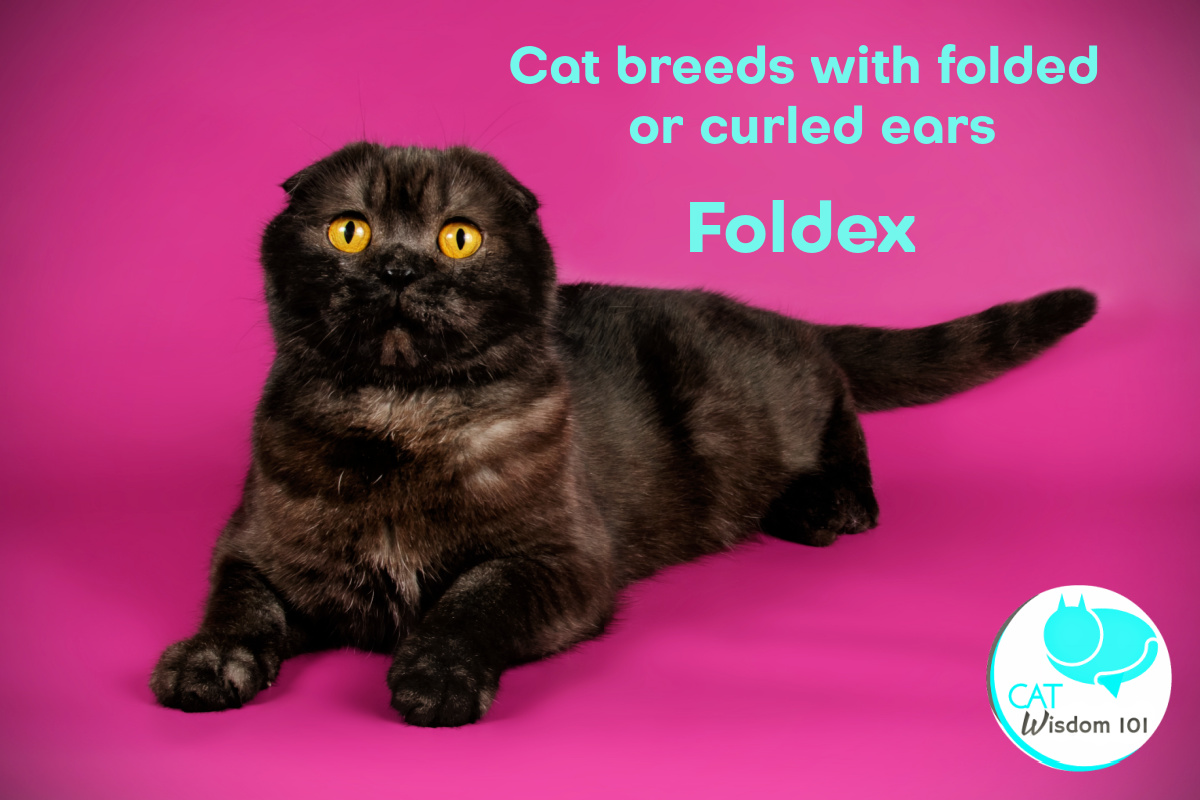 Foldex cat breed
