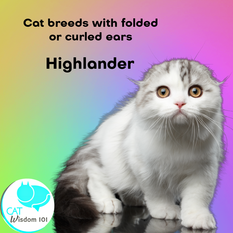 Highlander cat breed