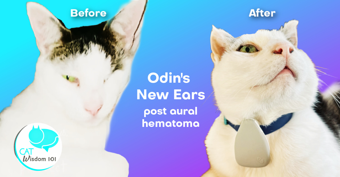 feline auricular hematoma