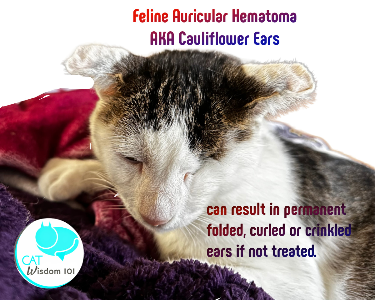 feline auricular hematoma-cauliflower ear