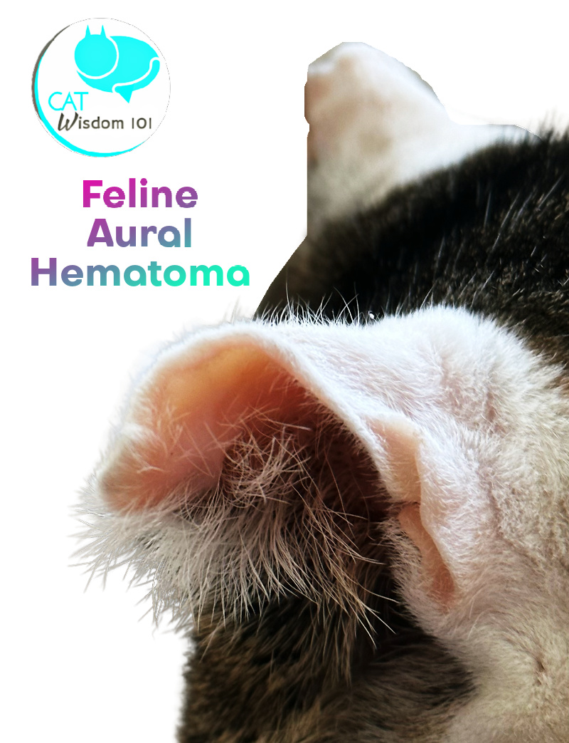 feline auralicular hematoma