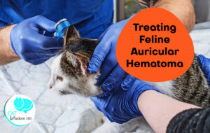 feline auricular hematoma