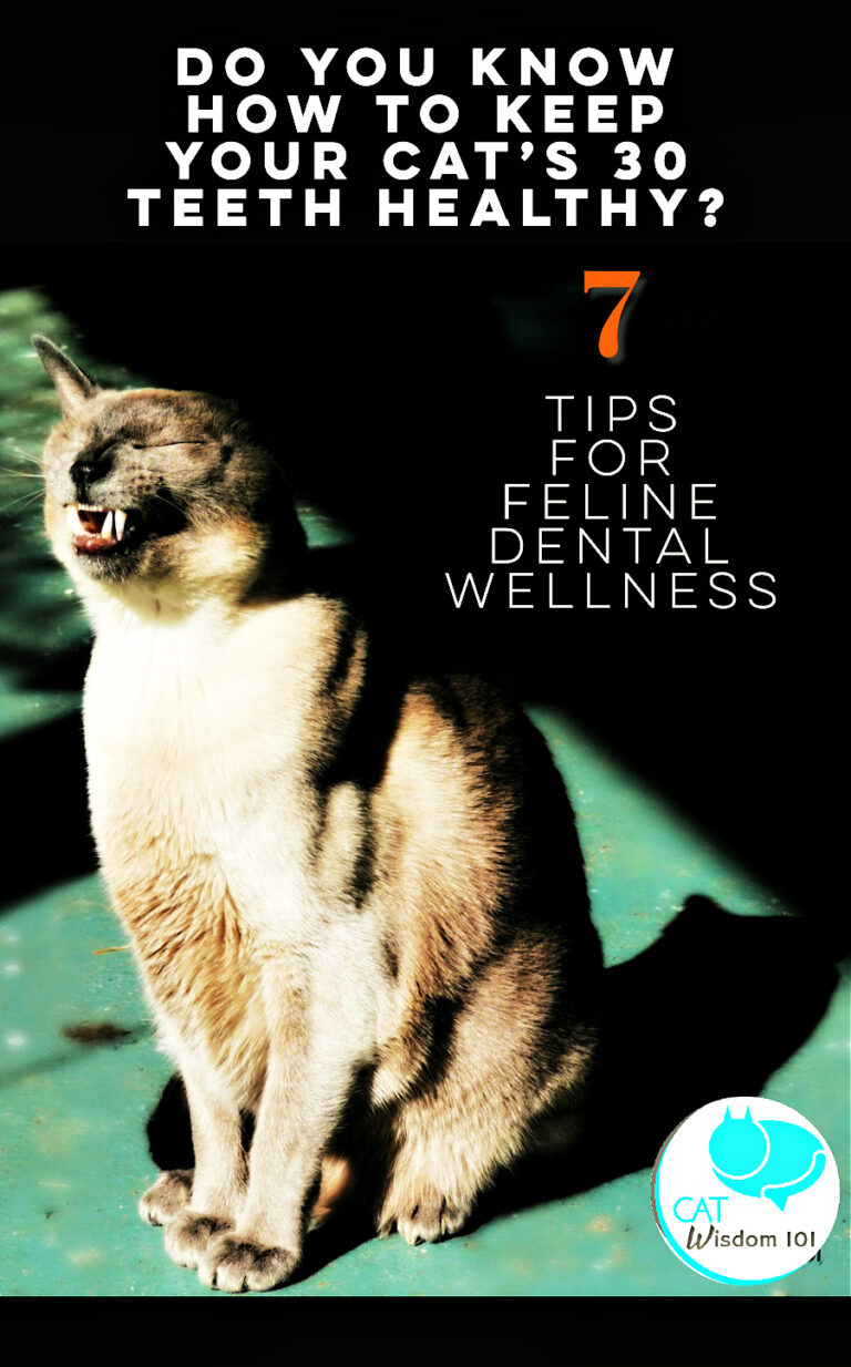 7 Tips To Keep Your Cat’s Teeth Healthy | Cat Wisdom 101 🐱